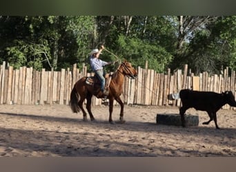 American Quarter Horse, Wałach, 8 lat, 145 cm, Cisawa