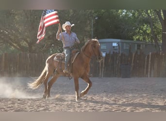 American Quarter Horse, Wałach, 8 lat, 145 cm, Cisawa