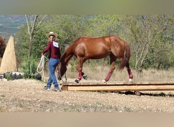 American Quarter Horse, Wałach, 8 lat, 145 cm, Kasztanowata