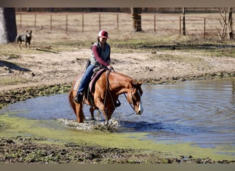 American Quarter Horse, Wałach, 8 lat, 147 cm, Ciemnokasztanowata