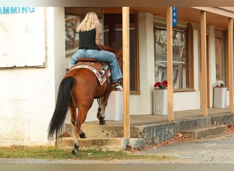 American Quarter Horse, Wałach, 8 lat, 147 cm, Gniada