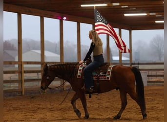 American Quarter Horse, Wałach, 8 lat, 147 cm, Gniada