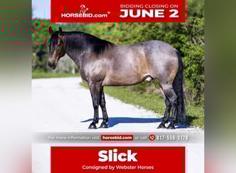 American Quarter Horse, Wałach, 8 lat, 147 cm, Gniadodereszowata