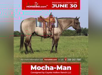 American Quarter Horse, Wałach, 8 lat, 147 cm, Grullo