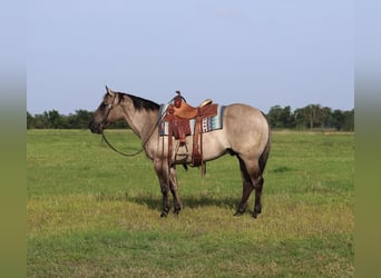 American Quarter Horse, Wałach, 8 lat, 147 cm, Grullo