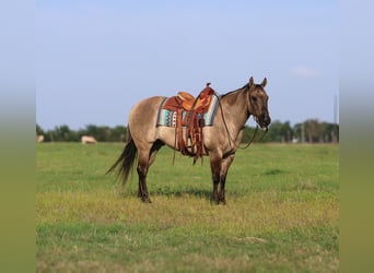 American Quarter Horse, Wałach, 8 lat, 147 cm, Grullo