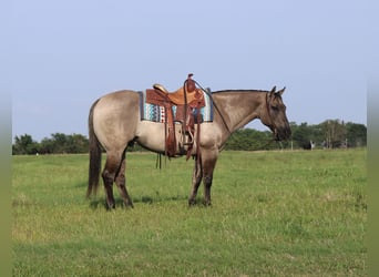 American Quarter Horse, Wałach, 8 lat, 147 cm, Grullo