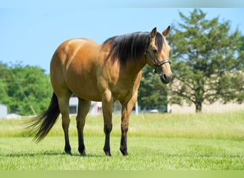 American Quarter Horse, Wałach, 8 lat, 147 cm, Jelenia