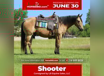 American Quarter Horse, Wałach, 8 lat, 147 cm, Jelenia