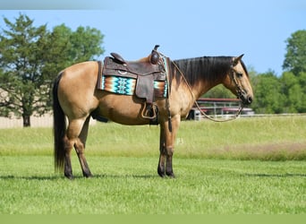 American Quarter Horse, Wałach, 8 lat, 147 cm, Jelenia