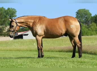 American Quarter Horse, Wałach, 8 lat, 147 cm, Jelenia