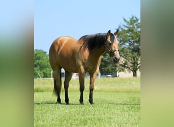 American Quarter Horse, Wałach, 8 lat, 147 cm, Jelenia