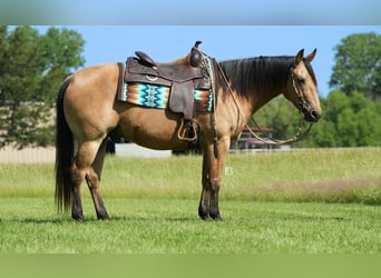 American Quarter Horse, Wałach, 8 lat, 147 cm, Jelenia