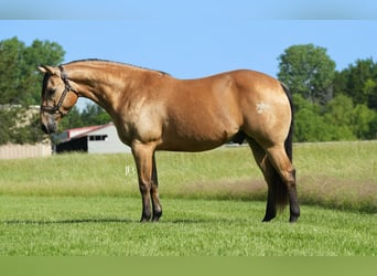 American Quarter Horse, Wałach, 8 lat, 147 cm, Jelenia