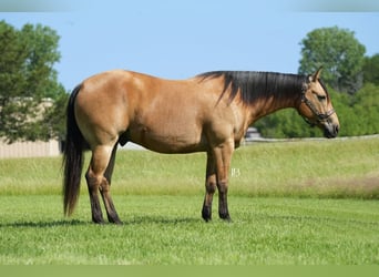 American Quarter Horse, Wałach, 8 lat, 147 cm, Jelenia