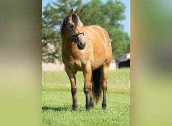 American Quarter Horse, Wałach, 8 lat, 147 cm, Jelenia