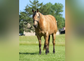 American Quarter Horse, Wałach, 8 lat, 147 cm, Jelenia