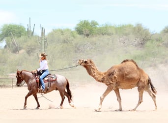 American Quarter Horse, Wałach, 8 lat, 147 cm, Kasztanowatodereszowata