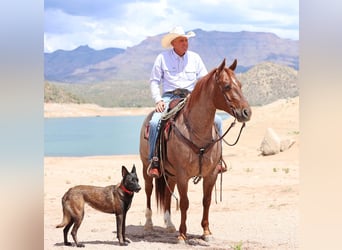 American Quarter Horse, Wałach, 8 lat, 147 cm, Kasztanowatodereszowata