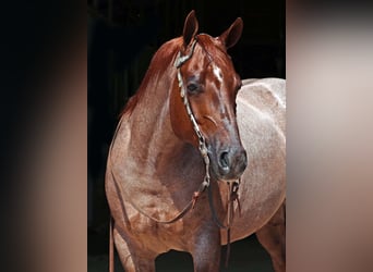 American Quarter Horse, Wałach, 8 lat, 147 cm, Kasztanowatodereszowata