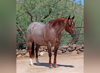 American Quarter Horse, Wałach, 8 lat, 147 cm, Kasztanowatodereszowata