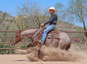 American Quarter Horse, Wałach, 8 lat, 147 cm, Kasztanowatodereszowata