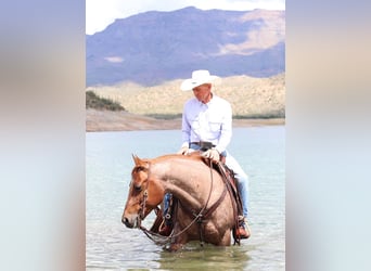 American Quarter Horse, Wałach, 8 lat, 147 cm, Kasztanowatodereszowata