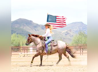 American Quarter Horse, Wałach, 8 lat, 147 cm, Kasztanowatodereszowata