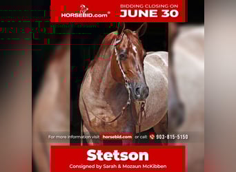 American Quarter Horse, Wałach, 8 lat, 147 cm, Kasztanowatodereszowata