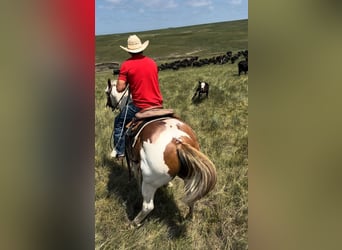 American Quarter Horse, Wałach, 8 lat, 147 cm, Srokata