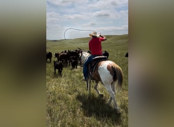 American Quarter Horse, Wałach, 8 lat, 147 cm, Srokata