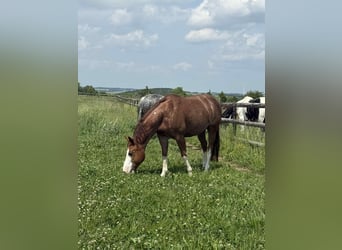 American Quarter Horse, Wałach, 8 lat, 149 cm, Kasztanowata