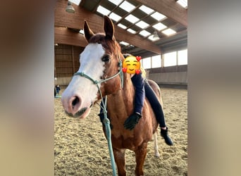 American Quarter Horse, Wałach, 8 lat, 149 cm, Kasztanowata
