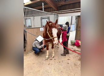 American Quarter Horse, Wałach, 8 lat, 149 cm, Kasztanowata