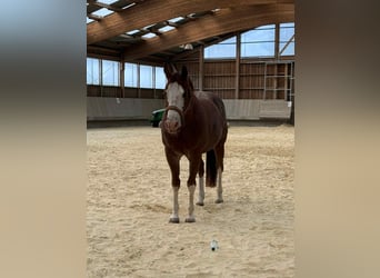 American Quarter Horse, Wałach, 8 lat, 149 cm, Kasztanowata