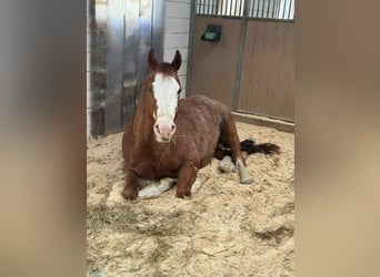 American Quarter Horse, Wałach, 8 lat, 149 cm, Kasztanowata