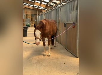 American Quarter Horse, Wałach, 8 lat, 149 cm, Kasztanowata