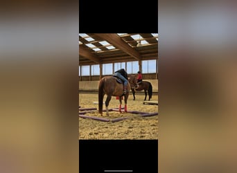 American Quarter Horse, Wałach, 8 lat, 149 cm, Kasztanowata