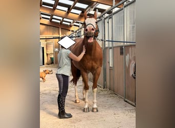 American Quarter Horse, Wałach, 8 lat, 149 cm, Kasztanowata