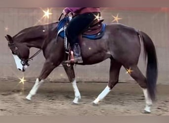 American Quarter Horse, Wałach, 8 lat, 149 cm, Kasztanowata