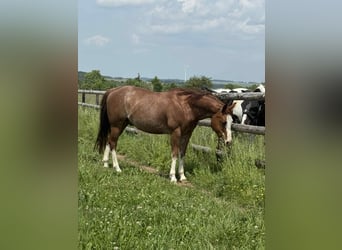 American Quarter Horse, Wałach, 8 lat, 149 cm, Kasztanowata