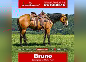 American Quarter Horse, Wałach, 8 lat, 150 cm, Bułana