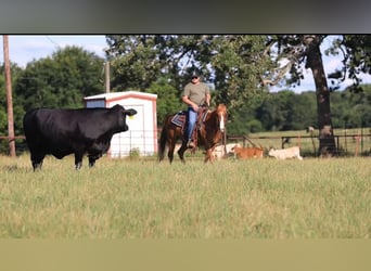 American Quarter Horse, Wałach, 8 lat, 150 cm, Ciemnokasztanowata
