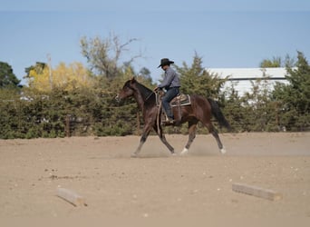 American Quarter Horse Mix, Wałach, 8 lat, 150 cm, Gniada