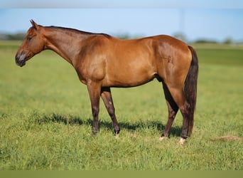 American Quarter Horse, Wałach, 8 lat, 150 cm, Gniada