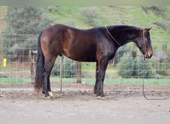 American Quarter Horse, Wałach, 8 lat, 150 cm, Gniada