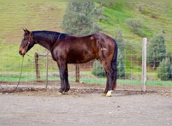 American Quarter Horse, Wałach, 8 lat, 150 cm, Gniada