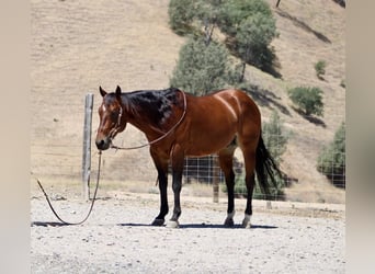 American Quarter Horse, Wałach, 8 lat, 150 cm, Gniada
