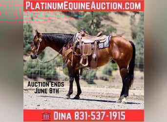 American Quarter Horse, Wałach, 8 lat, 150 cm, Gniada