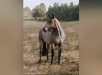 American Quarter Horse, Wałach, 8 lat, 150 cm, Gniadodereszowata
